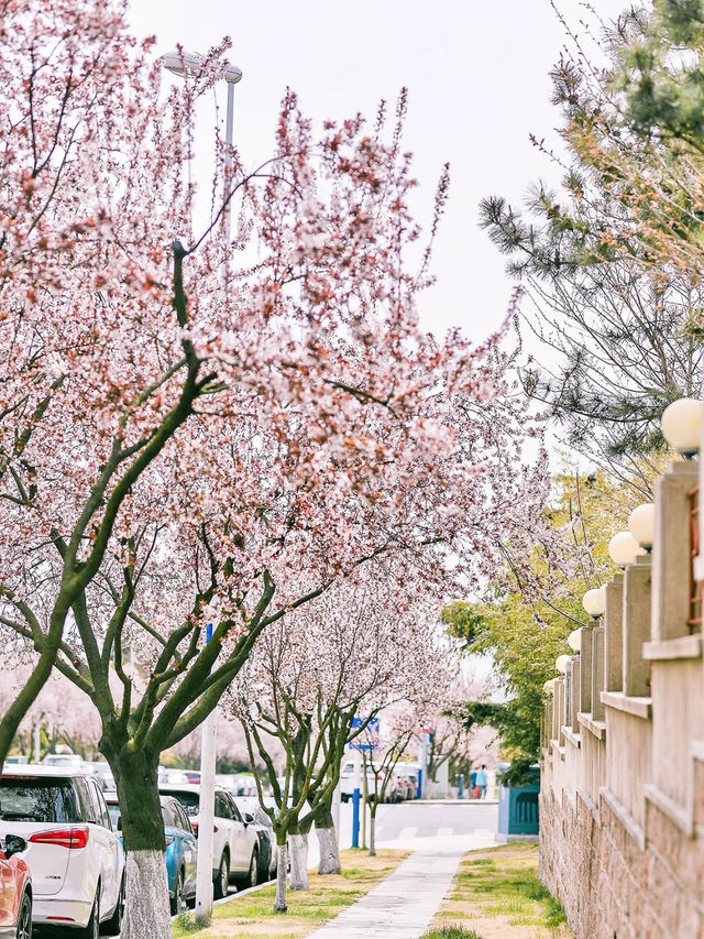 Exploring Hai'an Road's Floral Delights 🌸