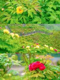 抓住重慶春天的尾巴 去鮮花盛開的山坡