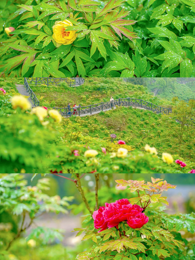 抓住重慶春天的尾巴 去鮮花盛開的山坡