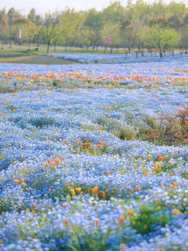 上海寶藏公園喜林草花海木繡球盛花期