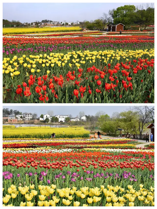 Step into the spring flower sea, Mulan Huaxiang in Wuhan, a place to give your heart a vacation