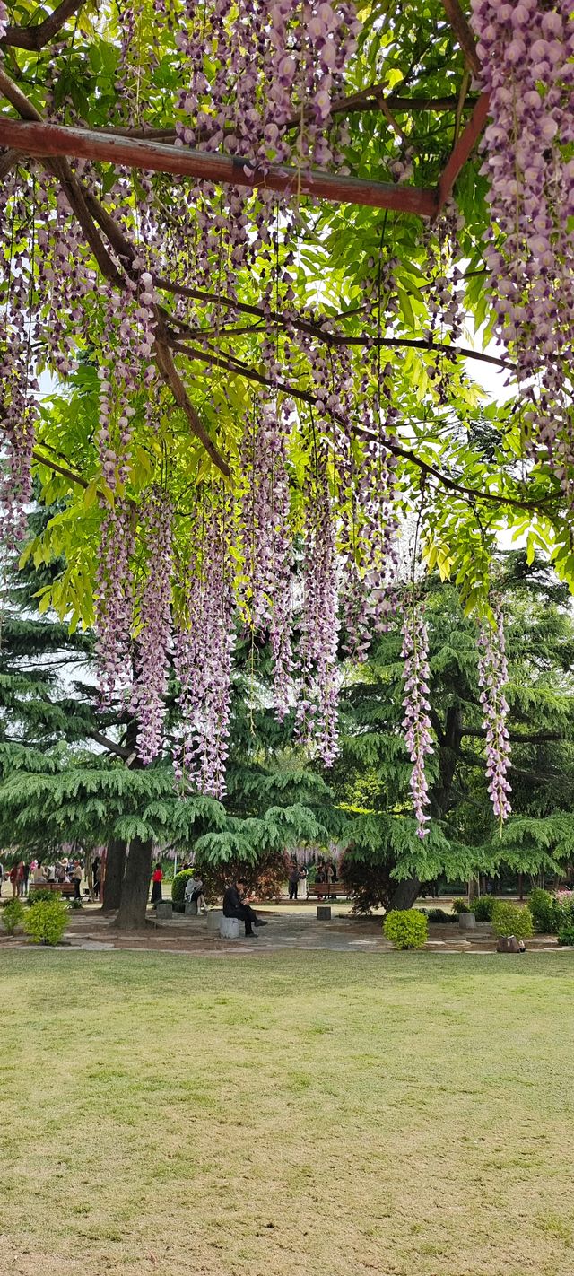 嘉定紫藤園