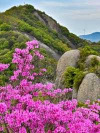 Tranquil Beauty: Exploring Ningbo's Azalea Hiking Route 🌺