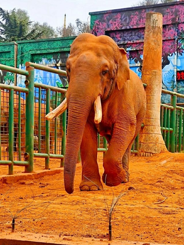 昆明動物園：與萌寵共度歡樂時光，揭秘大自然的奇妙之旅！