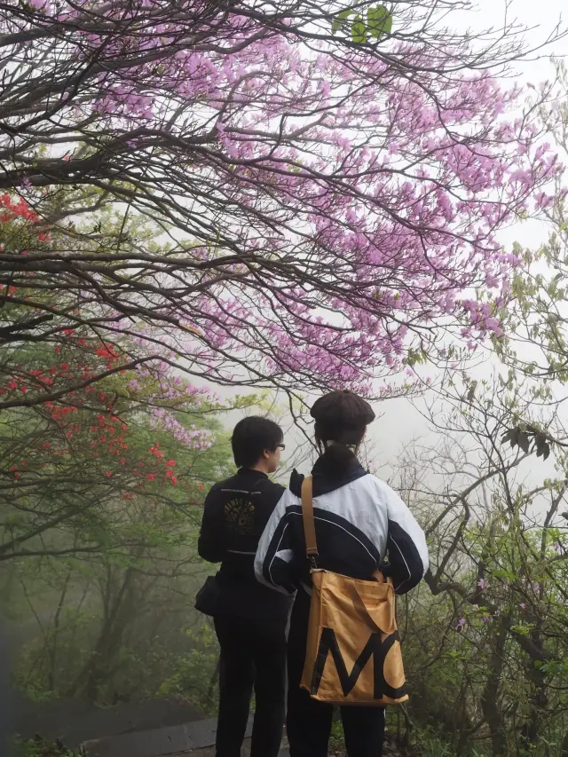 One must always go to Yangming Mountain to see the azaleas at least once