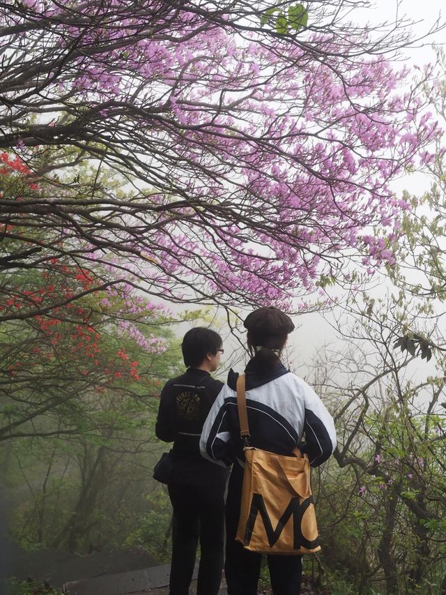 總要去陽明山看一次杜鹃花吧