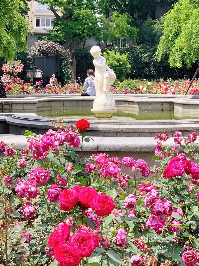 多巴胺滿滿的夏日，去復興公園看玫瑰園