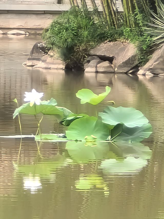 福州茶亭公園之荷花三弄