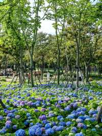 徐匯這個公園不宣傳繡球花海糊塗啊
