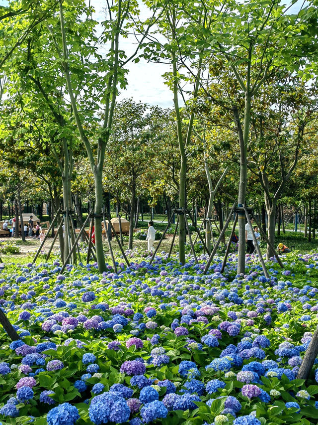 徐匯這個公園不宣傳繡球花海糊塗啊