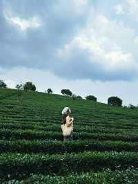 闖進宮崎駿的夏天！惠州萬畝茶園
