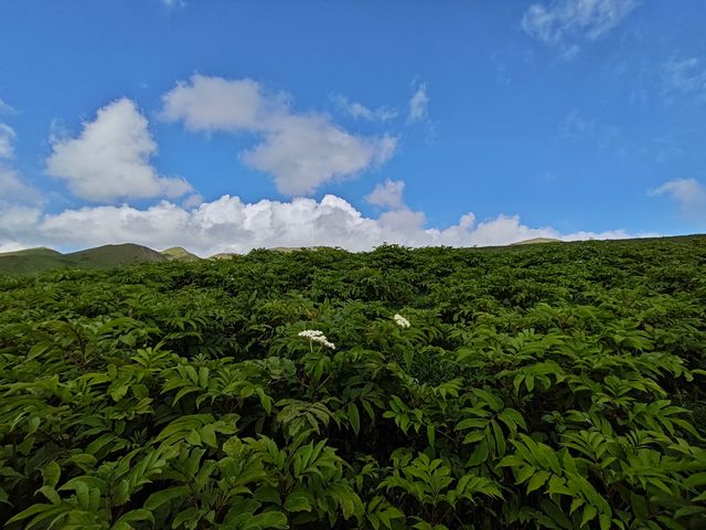 藍天白雲，陽光普照。山花浪漫，河水清清。