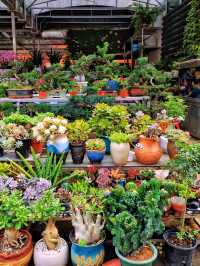 坪洲花市‖逛完花市來特產店買點。