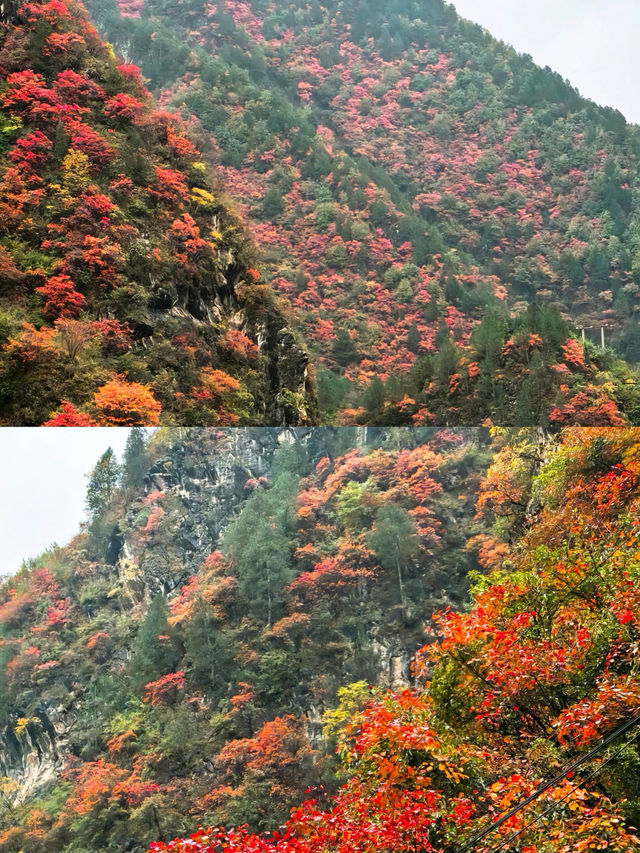 我要大聲宣布這裡的秦嶺紅葉堪稱絕美。