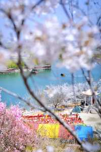 櫻花風景區。