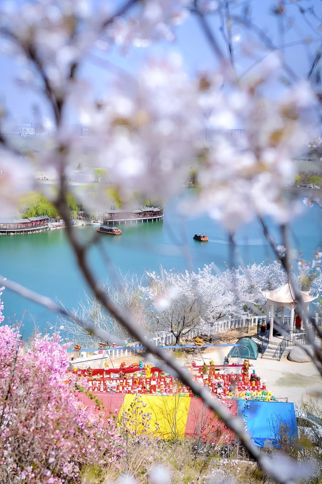 櫻花風景區。