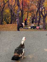 北京這個無人公園銀杏美得離譜。