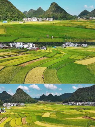Qianxinan Anlong Haizhuang Village: Beautiful lines and a harvest scene. 