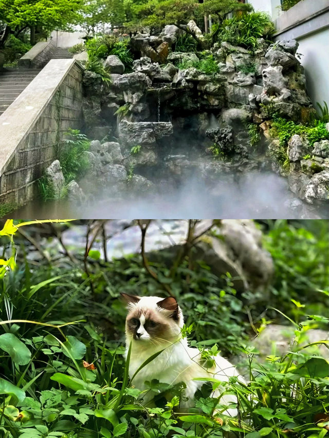 在杭州我發現了一家很棒的茶主題民宿。