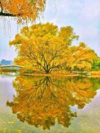 北京紫竹院公園：神樹之美，周末不容錯過。