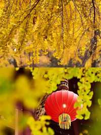 成都百花潭銀杏‖賞秋打卡避坑攻略。