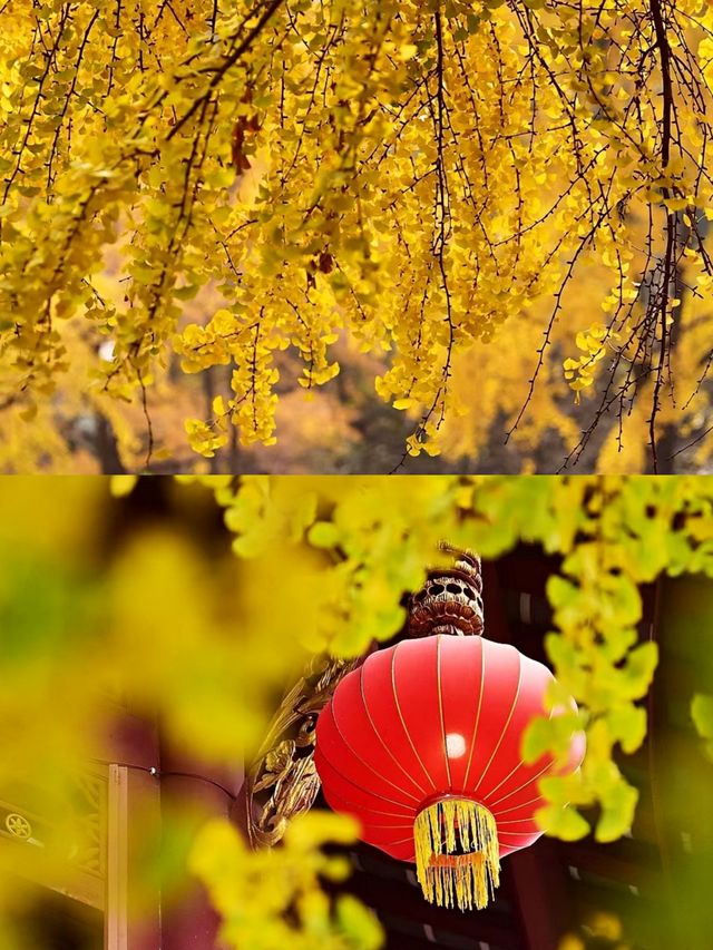 成都百花潭銀杏‖賞秋打卡避坑攻略。