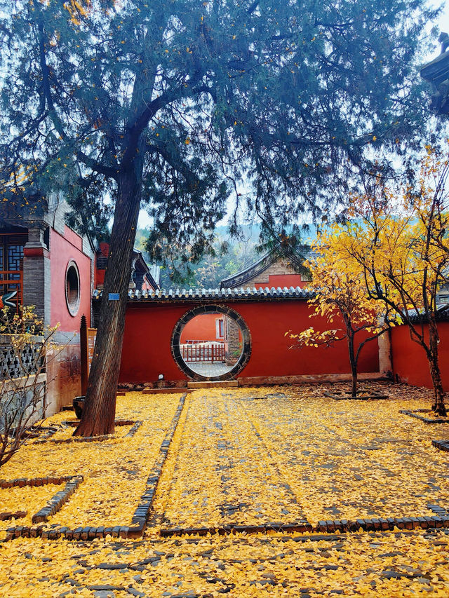 山東泰安普照寺｜這滿地的黃金葉！。