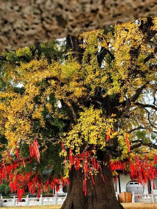 Linyi, come to Tancheng to see the 3,000-year-old ginkgo tree. 