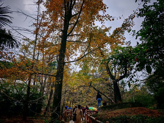到南雄坪田森林公園觀賞銀杏。