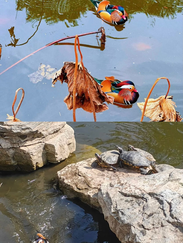 漫步大處，古寺鐘聲禪意人生！。