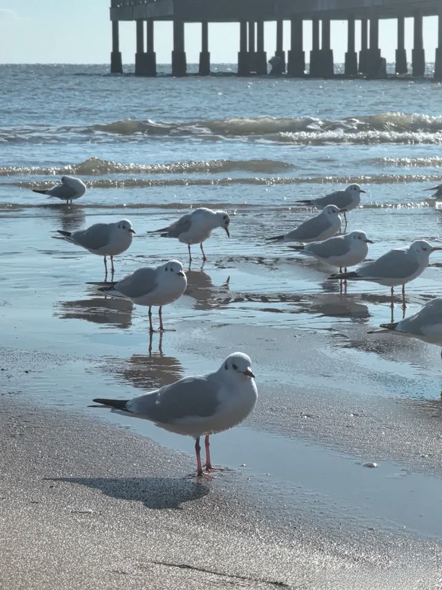 海邊日記︱蔚藍海岸餵海鷗。