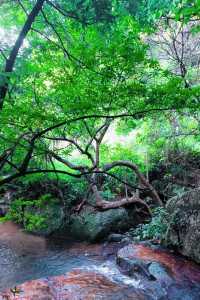 陽台山森林公園｜高處看風景的不止梧桐山！