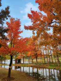 遠香湖公園此刻已是深秋！！！