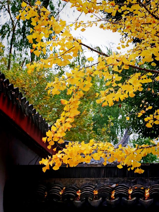 錯過這一年，上海古樹公園001號古銀杏黃。
