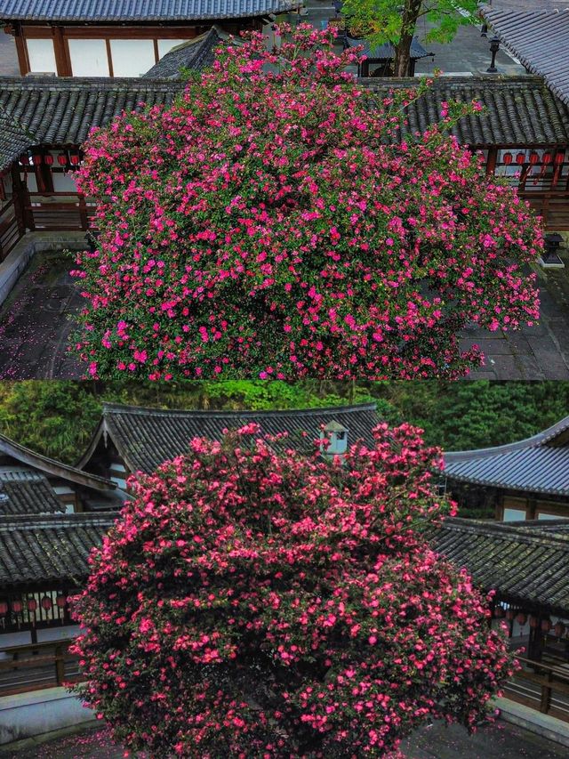 來武義，一定不要錯過這個季節的延福寺