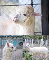 陽江福興動物園：城市中的自然樂園|