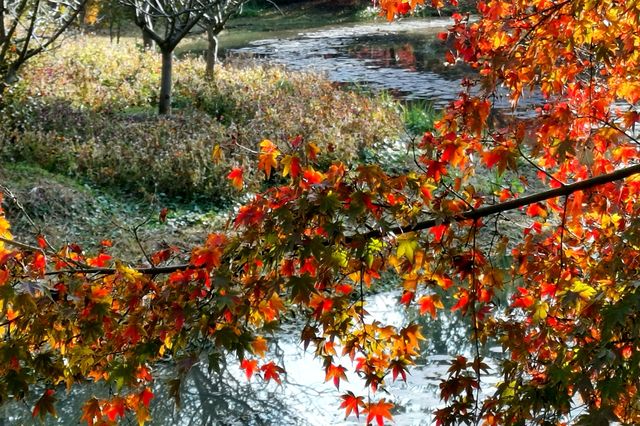 又是一年楓葉紅~~花開海上生態園