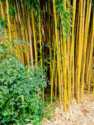 Live Report: Check in at Chicago Bamboo