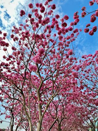 Hong Kong finally has its own purple trumpet tree sea of flowers!