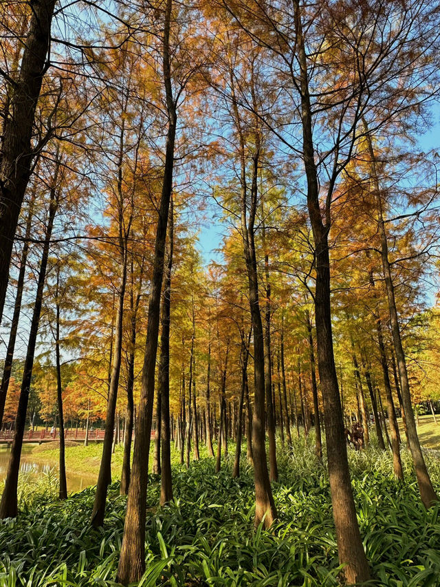 焦糖色浪漫｜落羽杉來了