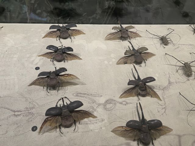 自然博物館•貝林大河生命館