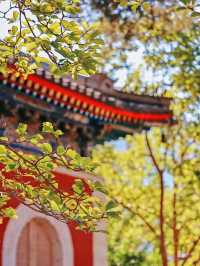 萬壽寺｜京西的靜謐與輝煌