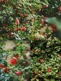 栖心宿·邂逅西樵山「花花」奇緣