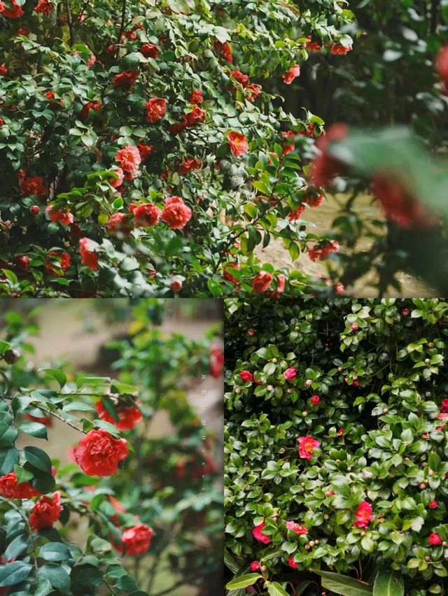 栖心宿·邂逅西樵山「花花」奇緣