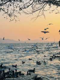 🌊 深圳灣公園的浪漫邂逅 - 海鷗 🌊