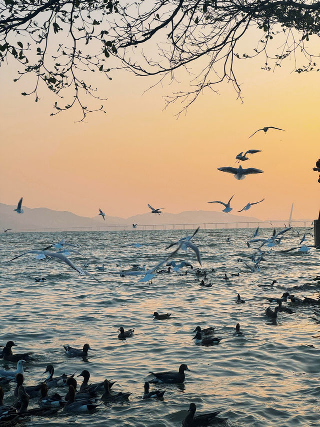 🌊 深圳灣公園的浪漫邂逅 - 海鷗 🌊