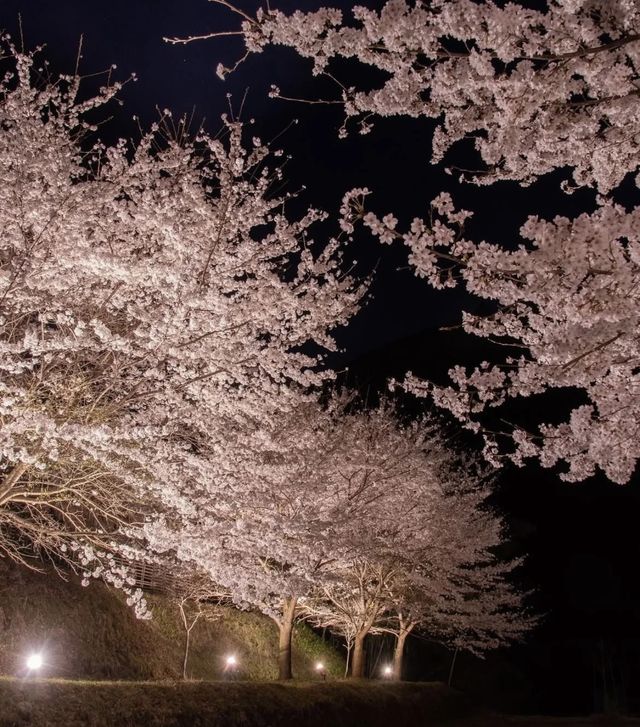 京都｜正壽院櫻花馬上開始了，心形窗戶