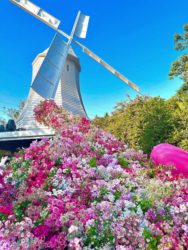 🌷 深圳的異國風情之地 - 荷蘭花卉小鎮 🌷
