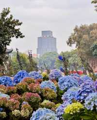 荔灣湖公園的“莫奈花園”？真的要避雷嗎