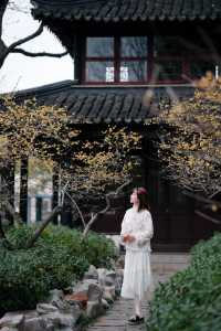 上海梅花季一定要去這個古典園林賞花還免費!!